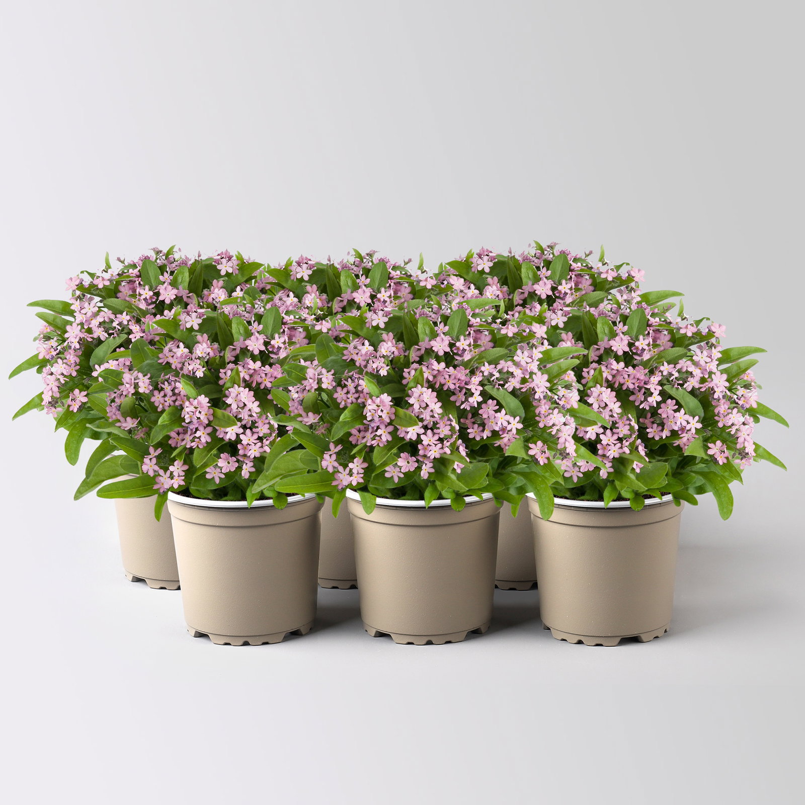 Vergissmeinnicht, rosa, Topf-Ø 10,5 cm, 6 Pflanzen