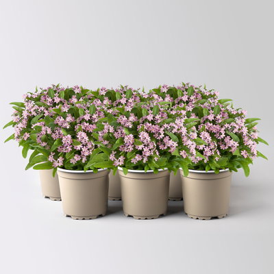 Vergissmeinnicht, rosa, Topf-Ø 10,5 cm, 6 Pflanzen