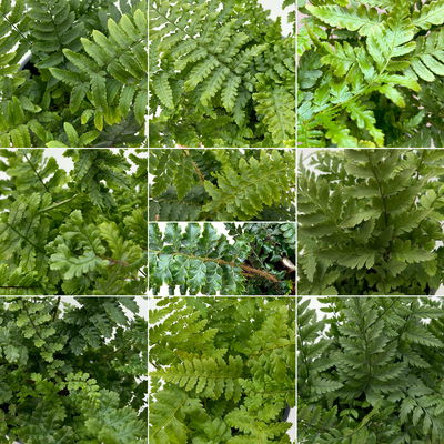 Freilandfarne Mix, Sorte zufällig, Topf-Ø 12 cm, 6er-Set Freilandfarne Mix, Sorte zufällig, Topf-Ø 12 cm, 6er-Set