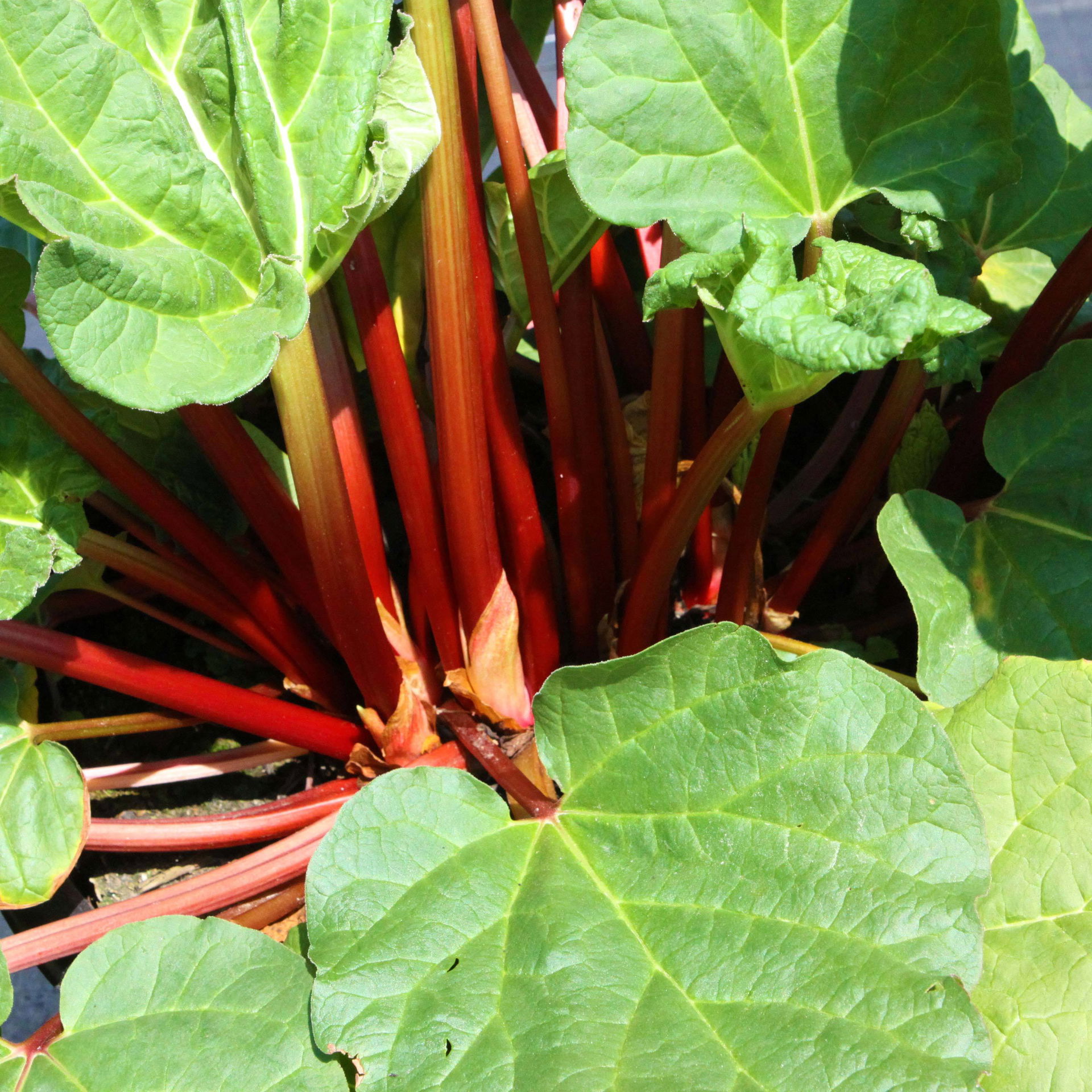 Kölle Bio Rhabarber Fultons Strawberry Surprise kaufen PflanzenKölle