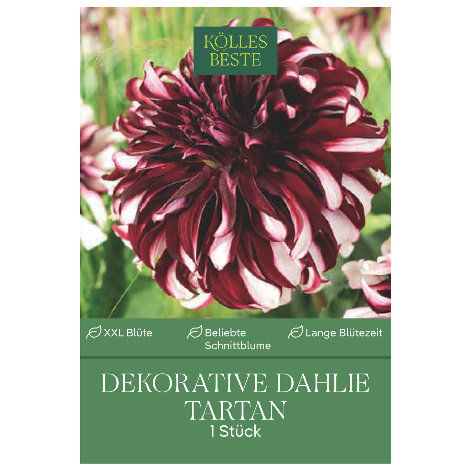 Kölles Beste Blumenknolle, Dekorative Dahlie 'Tartan'