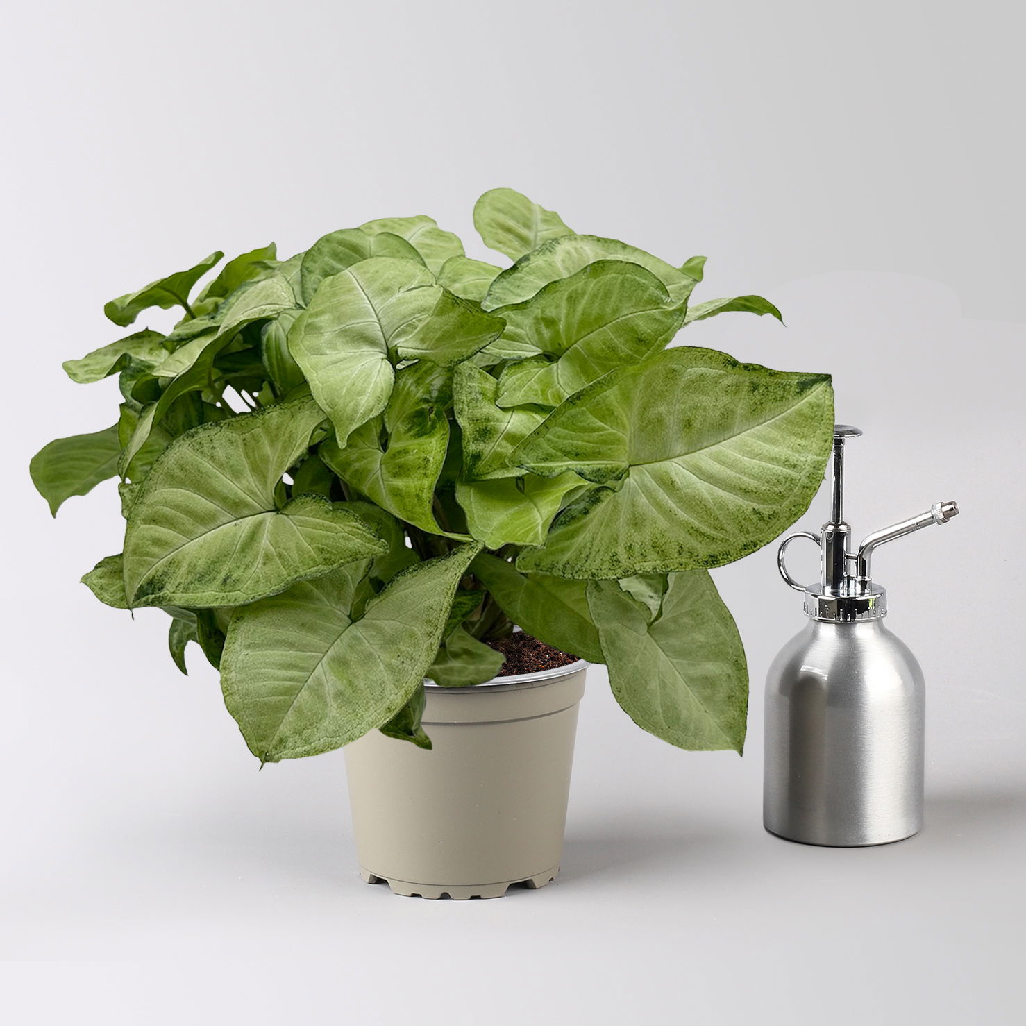 Syngonium 'White Butterfly', Topf-Ø 12cm, 2 Pflanzen