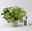 Syngonium 'White Butterfly', Topf-Ø 12cm, 2 Pflanzen
