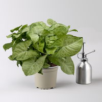 Syngonium 'White Butterfly', Topf-Ø 12cm, 2 Pflanzen