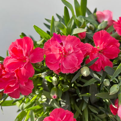 Nelke 'Oscar®', Farbe zufällig, Topf-Ø 14 cm, 4 Pflanzen