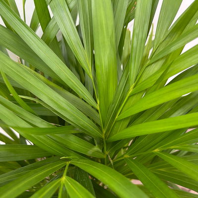 Goldfruchtpalme, Topf-Ø 19 cm, Höhe ca. 80 cm Goldfruchtpalme, Topf-Ø 19 cm, Höhe ca. 80 cm