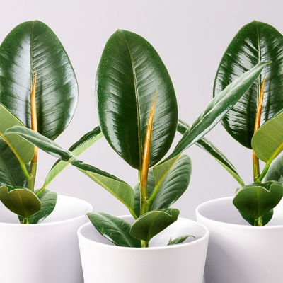 Gummibaum 'Robusta' in Topf Dallas, weiß Topf-Ø 12cm, Höhe ca. 40-45 cm, 3er-Set Gummibaum 'Robusta' in Topf Dallas, weiß Topf-Ø 12cm, Höhe ca. 40-45 cm, 3er-Set