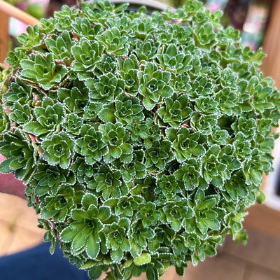 Rispen-Steinbrech, weiß, Topf-Ø 11 cm, 6er-Set Rispen-Steinbrech, weiß, Topf-Ø 11 cm, 6er-Set