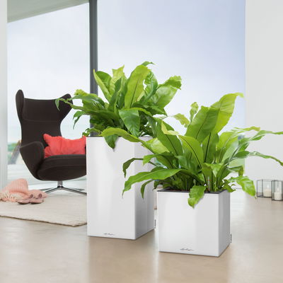 Lechuza 'Canto Premium 40 low', weiß, ca. 40 x 40 x H 40 cm Lechuza 'Canto Premium 40 low', weiß, ca. 40 x 40 x H 40 cm