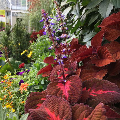 Buntnessel im 12 cm Topf, beliebige Sorte, rot/gelb/grün/orange/braun, 20 cm Buntnessel im 12 cm Topf, beliebige Sorte, rot/gelb/grün/orange/braun, 20 cm