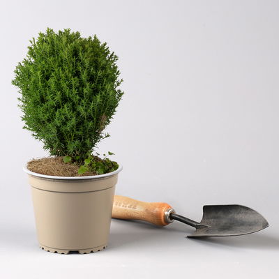 Kuschel-Lebensbaum 'Teddy', Topf-Ø 13 cm, 6 Pflanzen Kuschel-Lebensbaum 'Teddy', Topf-Ø 13 cm, 6 Pflanzen