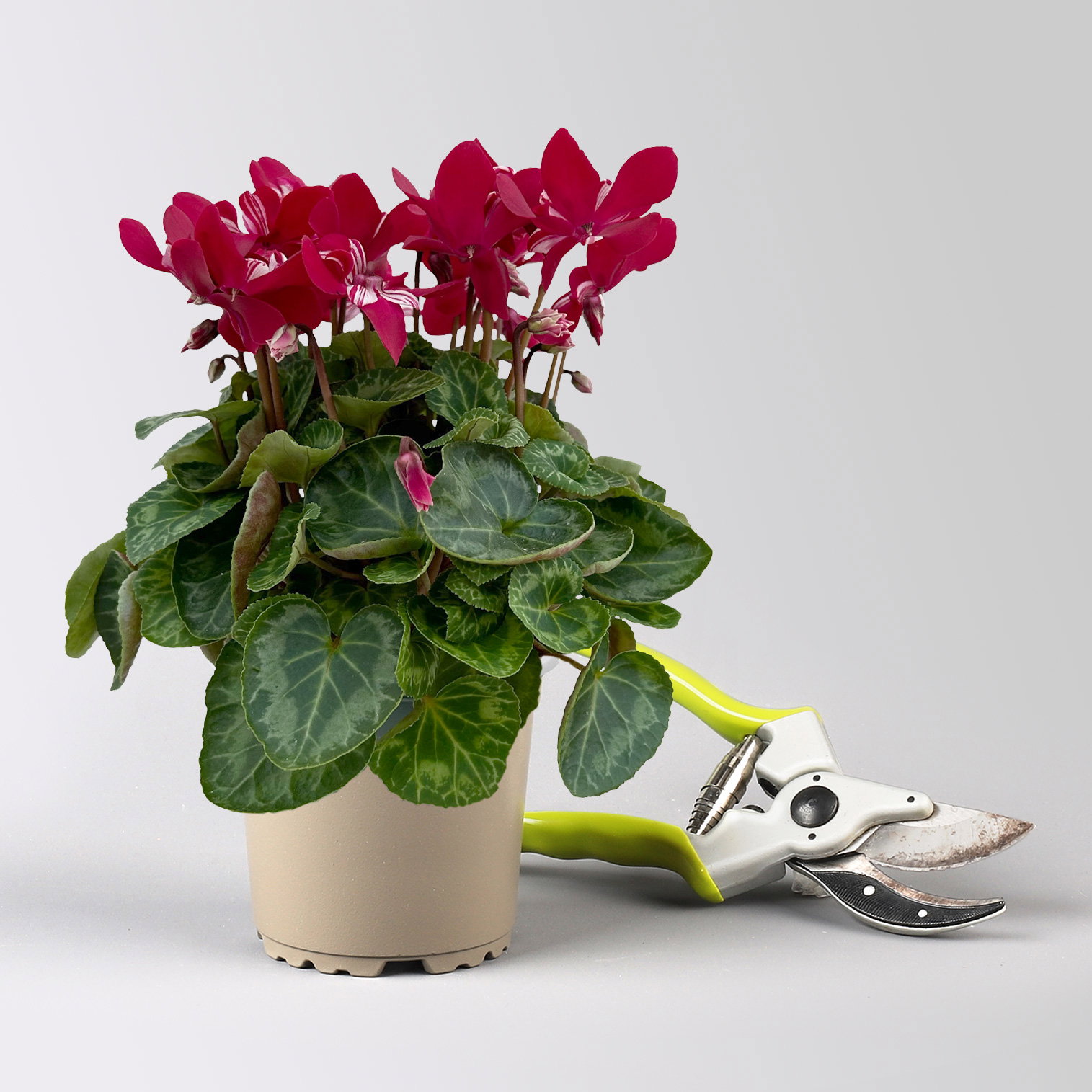 Alpenveilchen 'Exclusive® Djix', weinrot, Topf-Ø 10,5 cm, 6 Pflanzen Alpenveilchen 'Exclusive® Djix', weinrot, Topf-Ø 10,5 cm, 6 Pflanzen