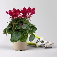 Alpenveilchen 'Exclusive® Djix', weinrot, Topf-Ø 10,5 cm, 6 Pflanzen Alpenveilchen 'Exclusive® Djix', weinrot, Topf-Ø 10,5 cm, 6 Pflanzen
