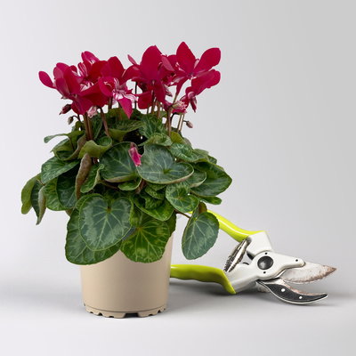 Alpenveilchen 'Exclusive® Djix', weinrot, Topf-Ø 10,5 cm, 6 Pflanzen Alpenveilchen 'Exclusive® Djix', weinrot, Topf-Ø 10,5 cm, 6 Pflanzen