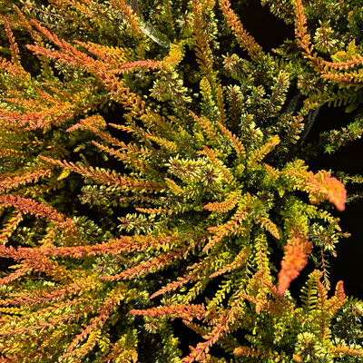 Calluna-Erica Mix 'Tornados®', Topf-Ø 13 cm, 4 Pflanze