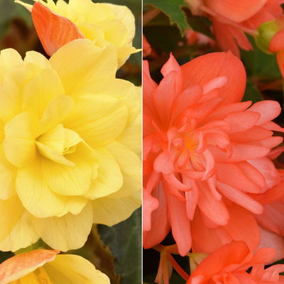 Begonie, halbhängend, Farbe zufällig, Topf-Ø 13 cm, 6 Pflanzen