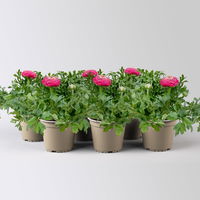 Ranunkel, rosa, Topf-Ø 13 cm, 6 Pflanzen
