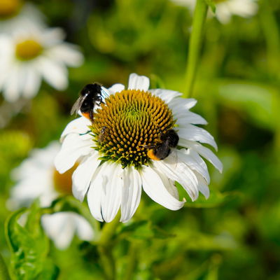 Trockenresistente Stauden Set, 18 Pflanzen für 3 m², bunt Trockenresistente Stauden Set, 18 Pflanzen für 3 m², bunt