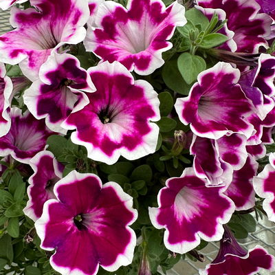 Petunie 'Love Purple' weiß-lila, hängend, Topf-Ø 13 cm, 6 Pflanzen