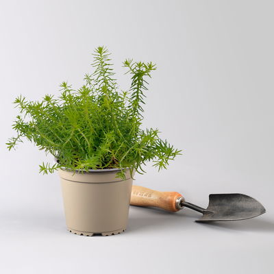 Tripmadam, gelb, Topf-Ø 13 cm, 3er-Set