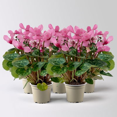 Alpenveilchen Mini, rosa, schirmartig, Topf-Ø 6 cm, 5 Pflanzen