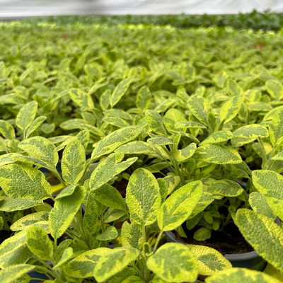 Bio Goldsalbei, Topf-Ø 12cm