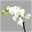 Schmetterlingsorchidee, inkl. Keramiktopf, weiß, Topf-Ø 12 cm, Höhe ca. 50 cm