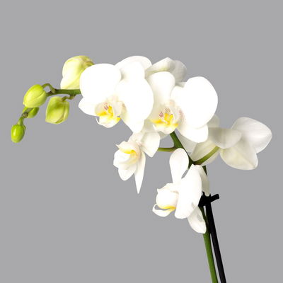 Schmetterlingsorchidee, inkl. Keramiktopf, weiß, Topf-Ø 12 cm, Höhe ca. 50 cm Schmetterlingsorchidee, inkl. Keramiktopf, weiß, Topf-Ø 12 cm, Höhe ca. 50 cm