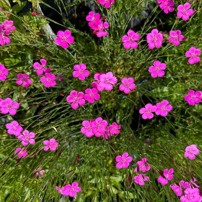 Bio Heidenelke 'Roseus', pink, Topf 11x11 cm, 3 Pflanzen Bio Heidenelke 'Roseus', pink, Topf 11x11 cm, 3 Pflanzen
