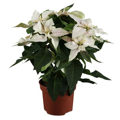 Bio Herbststern 'Princettia'®, rosa, pink & weiß, Topf-Ø 12 cm, 3 Pflanzen