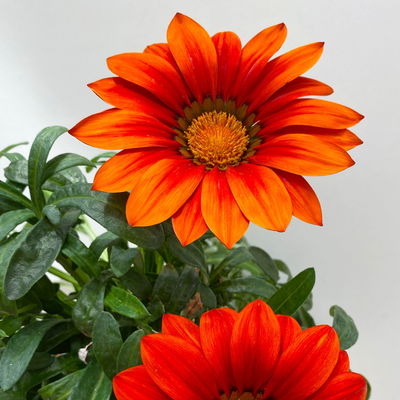 Mittagsgold Farbe zufällig, Topf-Ø 12 cm, 6er-Set Mittagsgold Farbe zufällig, Topf-Ø 12 cm, 6er-Set