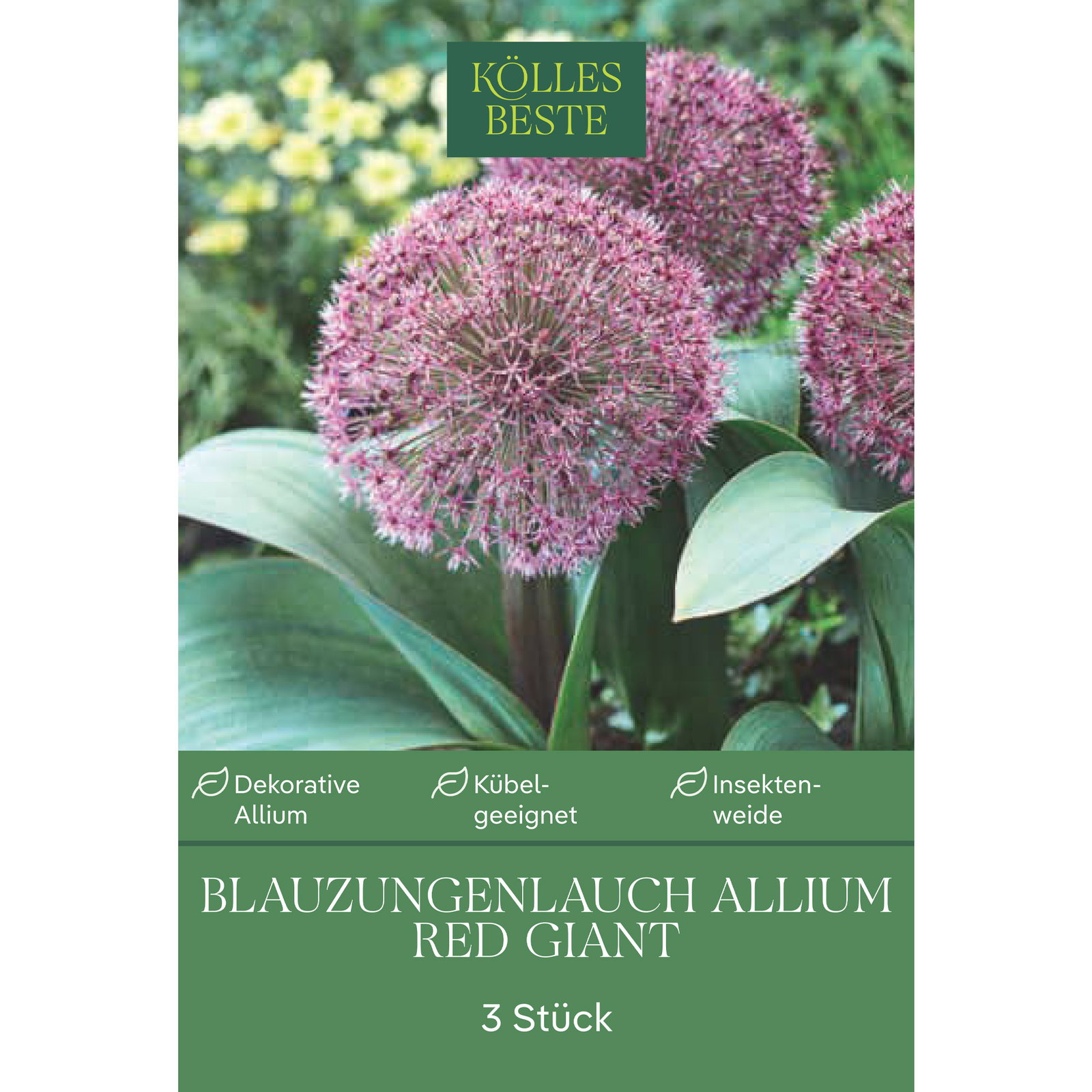 Kölles Beste Blauzungenlauch 'Red Giant' lila, 3 Blumenzwiebeln