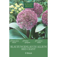 Kölles Beste Blauzungenlauch 'Red Giant' lila, 3 Blumenzwiebeln Kölles Beste Blauzungenlauch 'Red Giant' lila, 3 Blumenzwiebeln