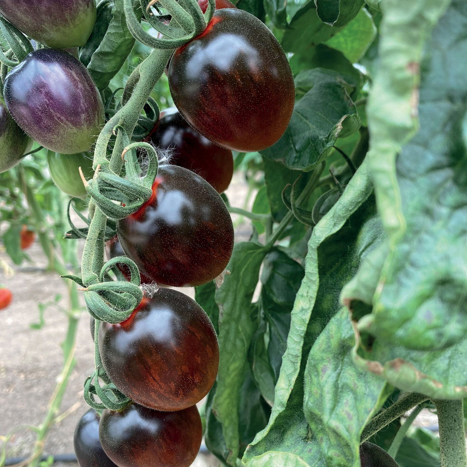Bio Cocktailtomate 'Black Moon', Topf-Ø 12 cm, 3 Pflanzen