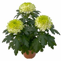 Chrysantheme 'Chrysanne® Zembla Next Lime' grün-weiß großbl. Topf-Ø 13cm 6er-Set