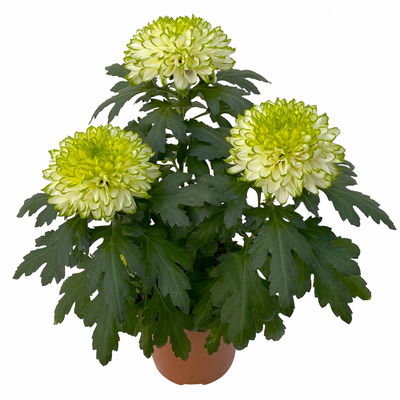 Chrysantheme 'Chrysanne® Zembla Next Lime', grün-weiß, Topf-Ø 13cm, 6 Pflanzen