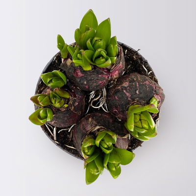 Hyazinthe, rosa, vorgetrieben, mehrblütig, Topf-Ø 14 cm, 3 Pflanzen