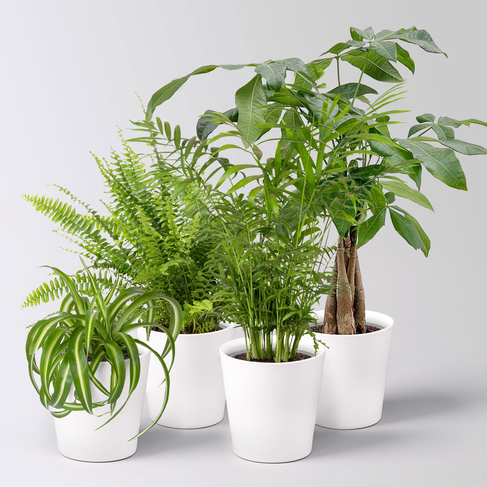 Grünpflanzenkreation 'Tierfreund', Topf-Ø 12cm + Übertopf Dallas, 4 Pflanzen