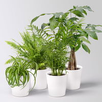 Grünpflanzenkreation 'Tierfreund', Topf-Ø 12cm + Übertopf Dallas, 4 Pflanzen