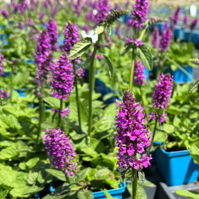 Bio Ziest 'Hummelo' dunkelrosa, Topf 11x11 cm, 3 Pflanzen