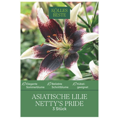 Kölles Beste Blumenknollen, Asiatische Lilien 'Netty's Pride'
