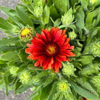 Kokardenblume rot, Topf-Ø ca. 19 cm