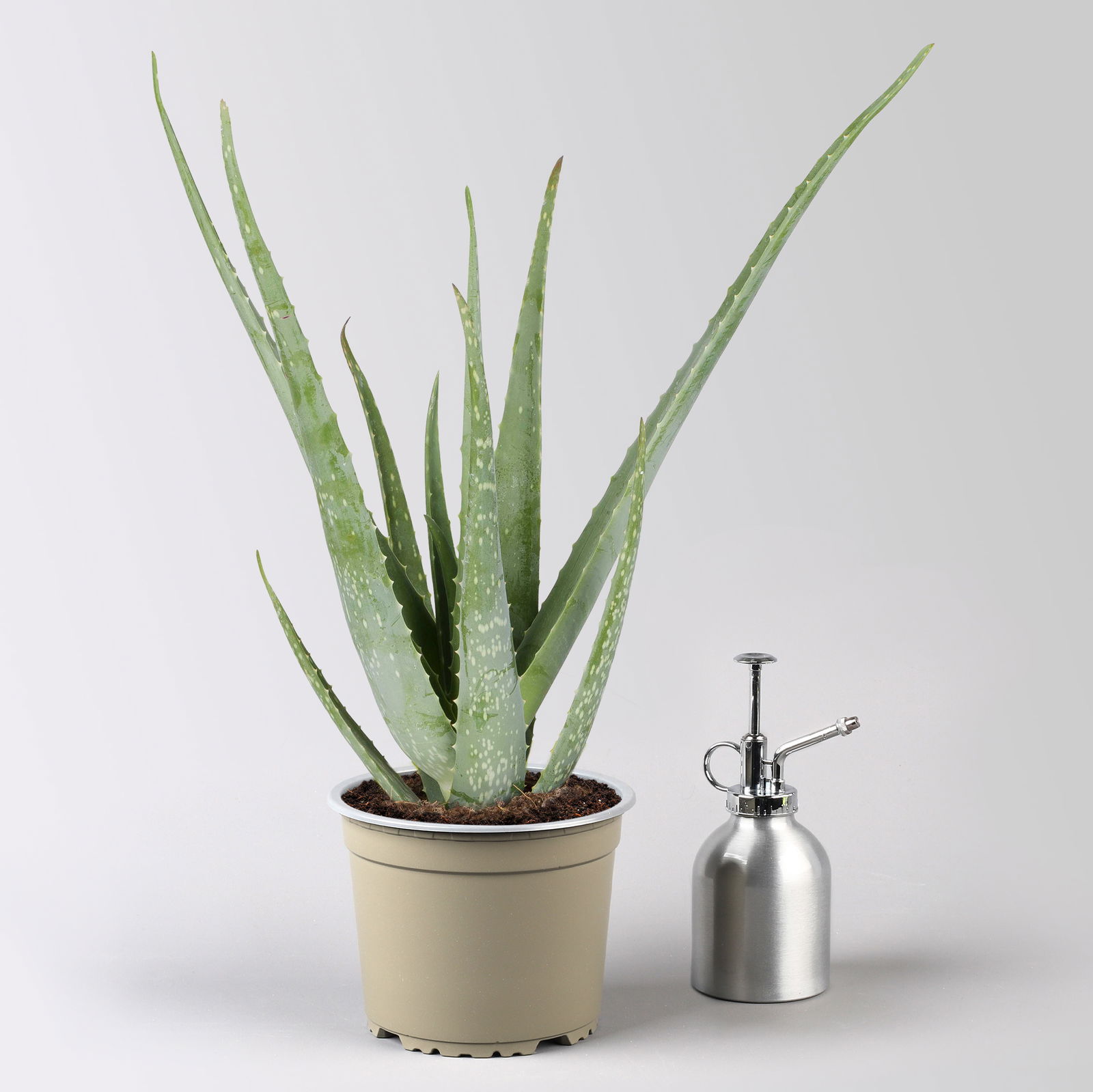 Aloe vera, Topf-Ø 15 cm, Höhe ca. 35-50 cm, 2 Pflanzen