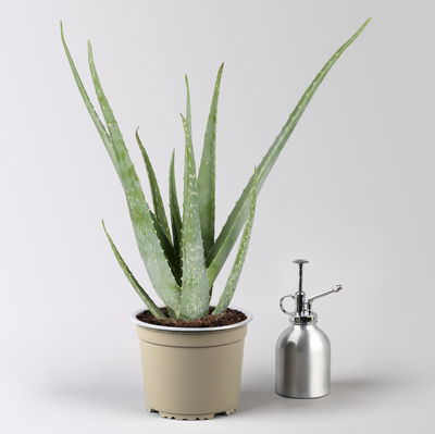 Aloe vera, Topf-Ø 15 cm, Höhe ca. 35-50 cm, 2 Pflanzen
