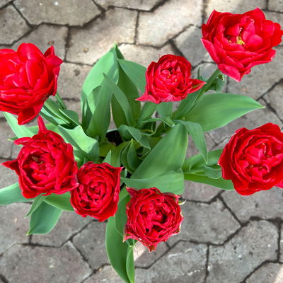 Tulpe rot, gefüllt, vorgetrieben, Topf-Ø 15 cm, 3 Pflanzen