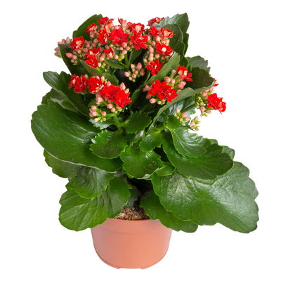 Kalanchoe 'Calandiva'®, rot&violett, Topf-Ø 12 cm, Höhe ca. 20-30 cm, 6er-Set
