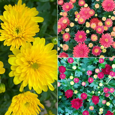 Chrysanthemen, gelb-bronze-rot, Topf-Ø 19 cm, 3 Pflanzen Chrysanthemen, gelb-bronze-rot, Topf-Ø 19 cm, 3 Pflanzen