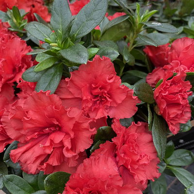 Azalee rot, gefüllt, Topf-Ø 12 cm, 3er-Set Azalee rot, gefüllt, Topf-Ø 12 cm, 3er-Set