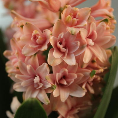 Hyazinthe gelb & orange, vorgetrieben, Topf-Ø 12 cm, 6 Pflanzen