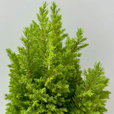 Gelbe Kegelzypresse 'Ellwood's Gold', Topf-Ø 13 cm, 6 Pflanzen